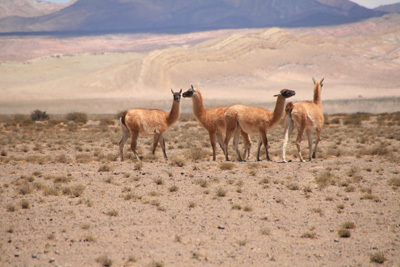 008 IMG_6744 A small group of guanacos kept an eye on us.jpg